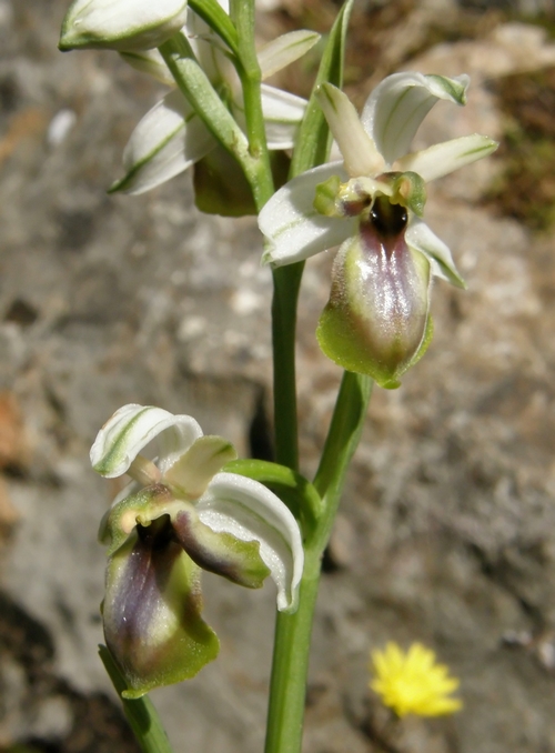 lusus di Ophrys exaltata subsp montis leonis